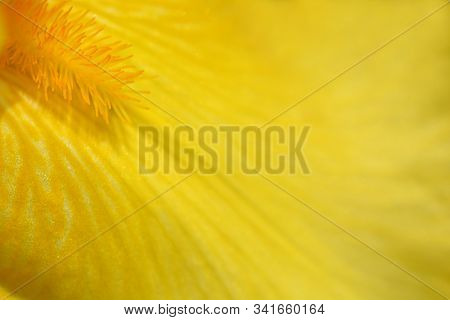 Tall Bearded Iris Fox Fire Flower Detail - Latin Name - Iris Barbata Elatior Fox Fire