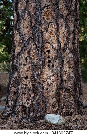 Base Of A Pine Tree With Bark Beetle Holes. These Insects Reproduce In The Inner Bark And Kill Live 