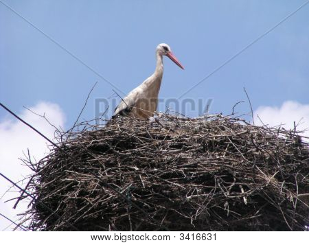 Storch