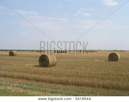 Agricultural Landscape