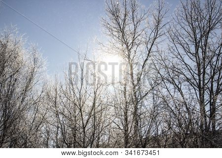 A Luminous Sun Make A Light Through Tree Branches. God Light. Winter