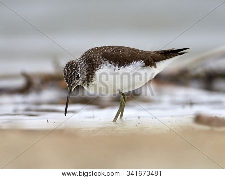 sandpiper (Tringa Ochropus) on the lake shore