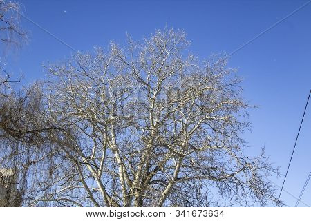 A Snowy Trees In The Blue Sky. Sunny Day