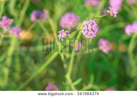 Beautiful Verbena Bonariensis Flowers Or Science Name ( Verbena Hybrida) On Blurred Background In Ga