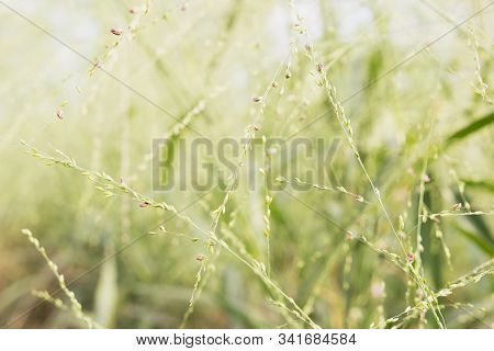 Abstract Green Grass Blurry Background,green Light In The Morning