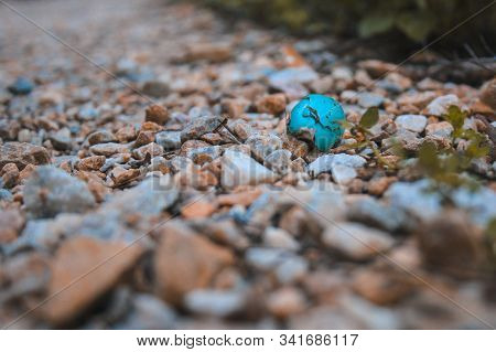 Small Pretty Brocken Bird Egg Shell On Forest Ground, New Zealand
