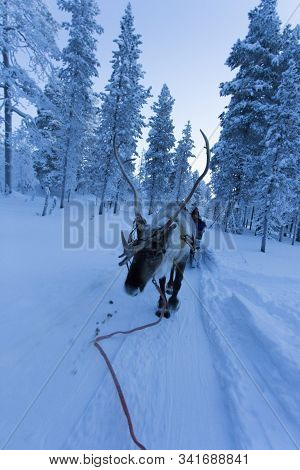Saariselka, Finland - December 29, 2017: Reindeersledding In Lapland During Polar Night