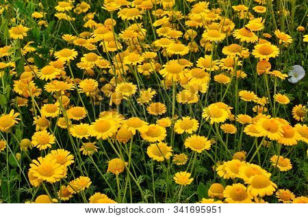 Yellow Flowers Of Cota Tinctoria Plants