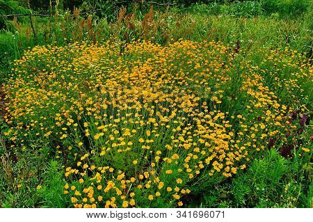 Yellow Flowers Of Cota Tinctoria Plants