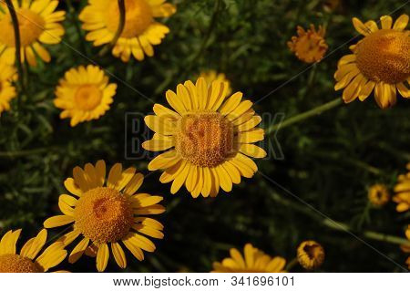 Yellow Flowers Of Cota Tinctoria Plants