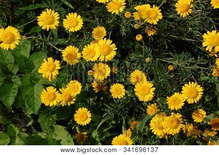 Yellow Flowers Of Cota Tinctoria Plants
