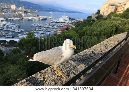 Seagull Sits On A Stone Near The Sea