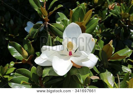 Beautiful White Flower Among The Green Leaves