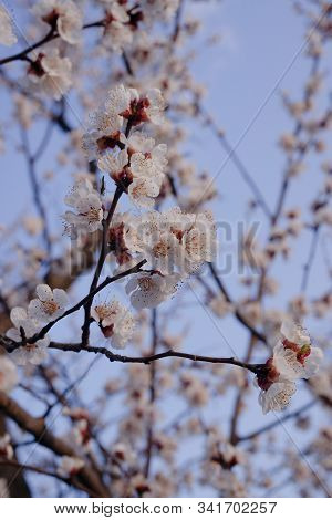 Apricot Flowers On Blurred Blue Sky Background. Sprind Day