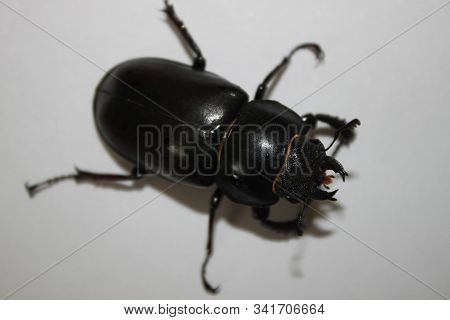 Beetle (stag Beetle) Sitting On A Sheet Of Paper, Close-up. Can Be Used As Background Or Wallpaper. 