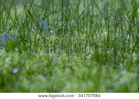 Green Grass Macro Background With Water Drops