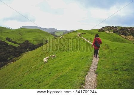 Scenic Walkway To Wharariki Beach At The Very Northern Point Of The South Island, New Zealand