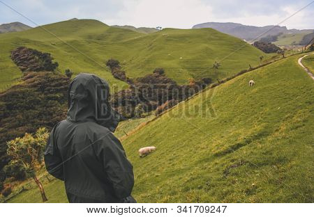 Scenic Walkway To Wharariki Beach At The Very Northern Point Of The South Island, New Zealand