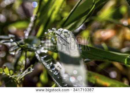 Water Drops On Fresh Green Leaf With Sun Streaks And Blurred Background