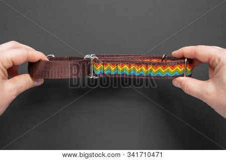Top View  Girl Holds Hands сolorful Dog Collar And Leash From Silky Tape, One Side Is Brown. Close U