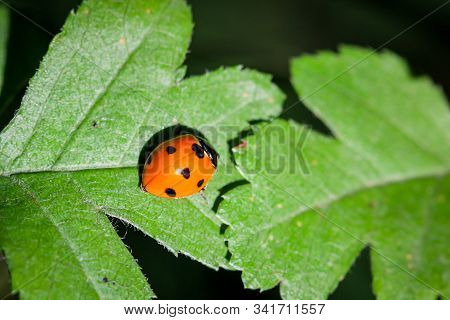 A Close Up Of A Ladybug On A Leaf