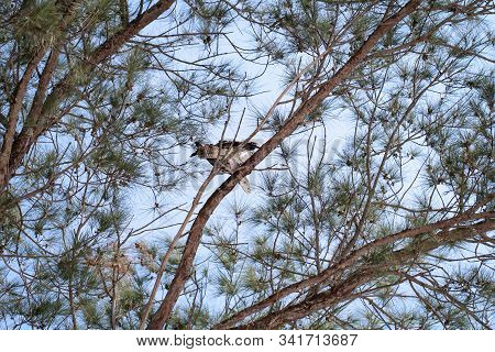 A Fish Eagle Sits On A Tree With A Caught Fish