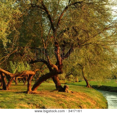 Mesquite alberi In un parco