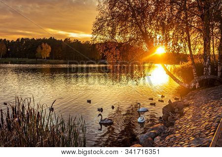 Beautiful Sunset In Druskininkai, Landscape With Swans In Druskonis Lake.