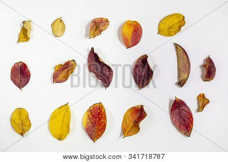 Grouping And Isolated Dried Crepe Myrtle Leaves In Reds, Yellows, And Oranges Fallen From The Tree I