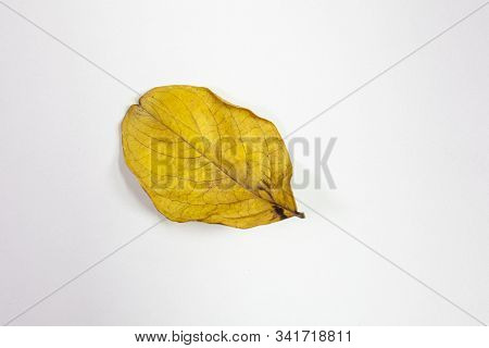 Isolated Crepe Myrtle Lef In Fall Colors Of Yellows And Reds Having Fallen From The Tree And Drying 