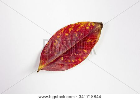 Isolated Crepe Myrtle Lef In Fall Colors Of Yellows And Reds Having Fallen From The Tree And Drying 