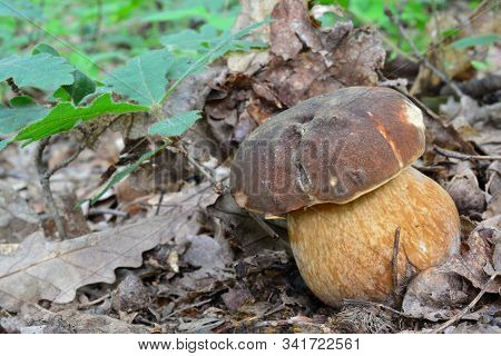 One Single Pecimen Of Boletus Aereus Or Dark Cep, Or Bronze Bolete Mushroom In Natural Habitat, Besi