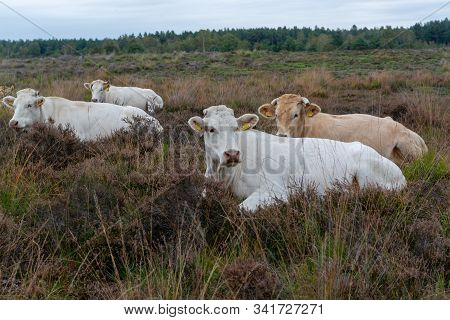 Herd Of Beige Cows And Bulls Resting On Moorland In Kempen Forest, Brabant, Netherlands