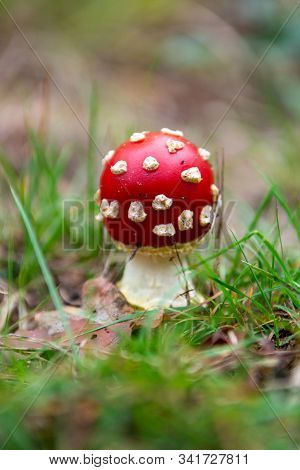 Red Amanita Unedible Toxic Forest Mushroom Close Up