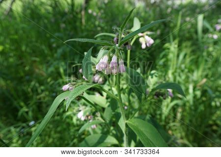Common Comfrey [symphytum Officinale], Also Called True Comfrey, Blooms Among Tall Grass On Moist Gr