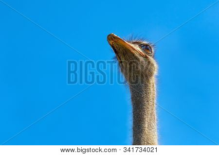 Head Of Ostrich On Clear Sky Backdrop. Largest Bird On Blue Backdrop. Flightless Swift-running Afric