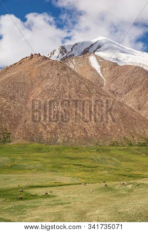 Majestic Snow Capped Mountains Or Glacier Landscape With Camels Grazing On Green Alpine Meadows Unde