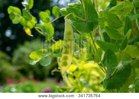 English Garden Peas Plant, Ripe Yellow Pod With Shine Through Peas Close Up