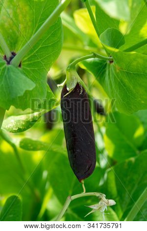 Ripe English Garden Peas Plant, Pea Pod Blauwschokkers, Close Up