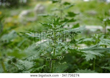 Urtica Pilulifera Or Roman Nettle Green Plant Flowering With Small Balls In Spring Season