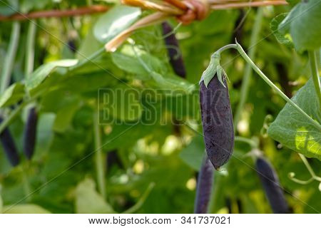 Ripe English Garden Peas Plant, Pea Pod Blauwschokkers, Close Up