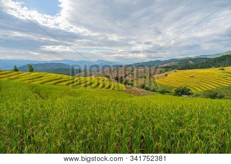 Beautiful Rice Terraces In Pa Bong Piang, The Rural Village In Chiangmai, Thailand
