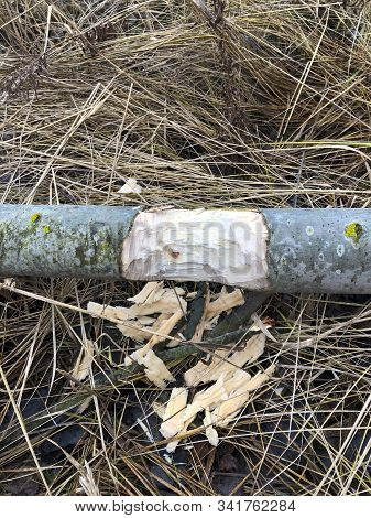 Tree Gnawed By Beavers Near The River. Close Up