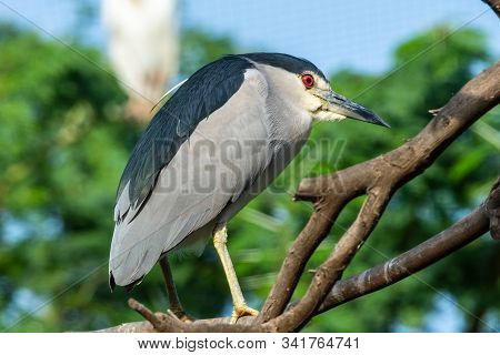The Black-crowned Night Heron (nycticorax Nycticorax), Or Black-capped Night Heron, Commonly Shorten