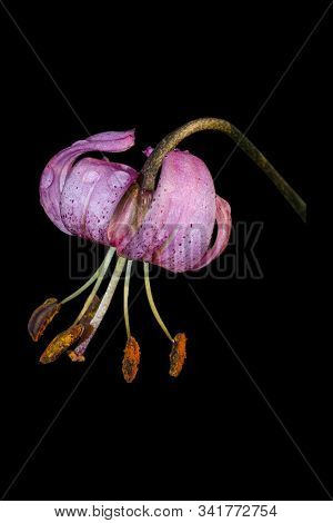Lilac Lily Martagon With Water Drops Close Up. Isolate On Black Background