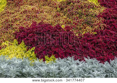 Lime, Burgundy And Motley Coleus, Silver Cineraria. Cineraria, Plectranthus Scutellarioides