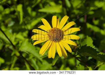 Heliopsis Helianthoides False Sunflower, Ox Eye. Yellow Garden Decorative Flower Of The Aster Family
