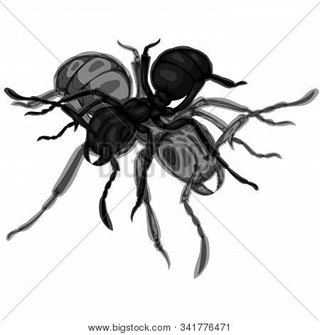 Simple Design Of Illustration Black Ants On White Background