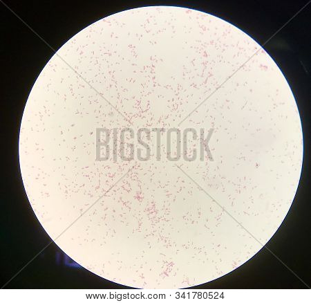 Bacteria Cell Gram Negative Bacilli Laboratory Concept.
