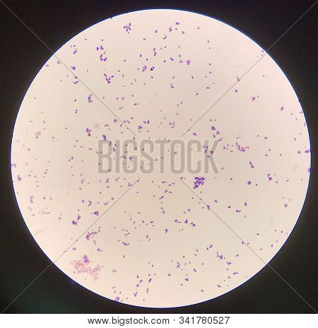 Bacteria Cell Gram Positive Cocci Laboratory Concept.